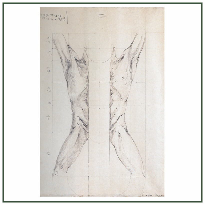 Estudio torso partido